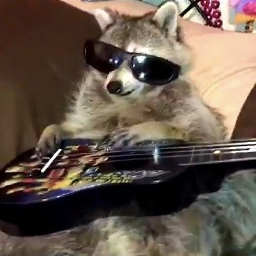 raccon with guitar :0